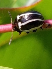 Zygogramma suturalis