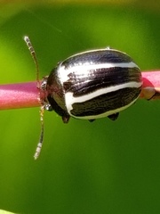 Zygogramma suturalis