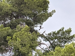 Parabuteo unicinctus