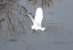 Egretta garzetta