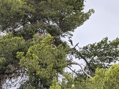 Parabuteo unicinctus