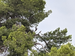 Parabuteo unicinctus