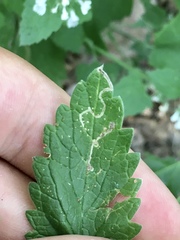 Phytomyza nepetae