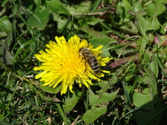 Apis mellifera