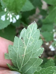 Phytomyza nepetae
