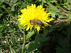 Apis mellifera