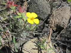 Eschscholzia ramosa