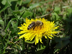 Apis mellifera