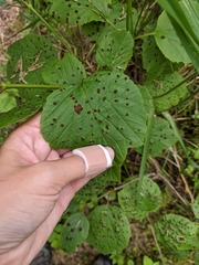 Puccinia linkii