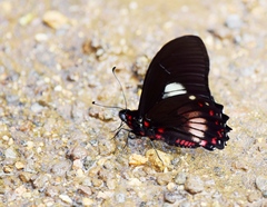 Mimoides ilus branchus