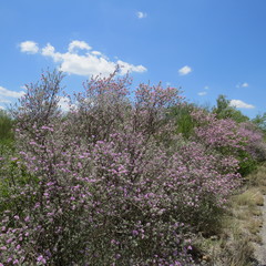 Leucophyllum frutescens