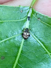 Tachyerges ephippiatus