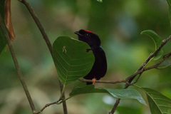 Chiroxiphia pareola