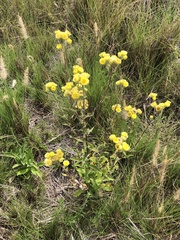 Helichrysum foetidum
