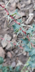 Berberis actinacantha