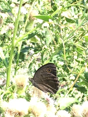 Cercyonis oetus