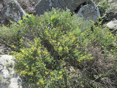 Acmispon dendroideus traskiae