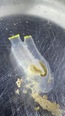 Ciona intestinalis