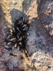 Pogonomyrmex rugosus