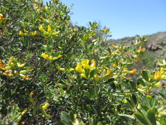 Acmispon dendroideus traskiae