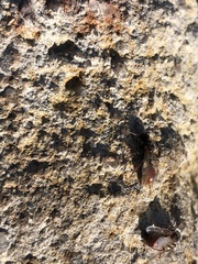 Pogonomyrmex rugosus