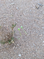 Erodium cicutarium