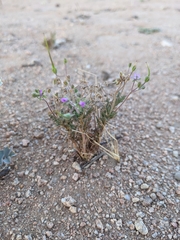 Erodium cicutarium