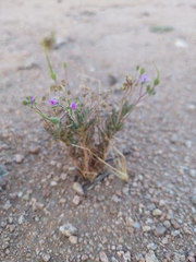 Erodium cicutarium