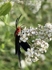 Ctenucha rubroscapus