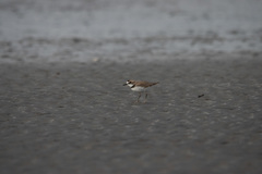 Charadrius collaris