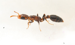 Pseudomyrmex eduardi