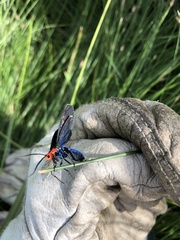 Ctenucha rubroscapus