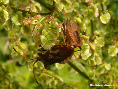 Coreus marginatus marginatus