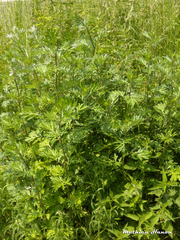 Artemisia vulgaris vulgaris