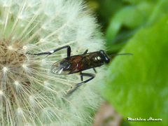 Macrophya militaris