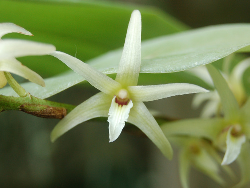 Eria javanica