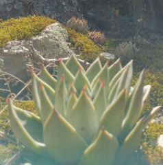 Echeveria agavoides