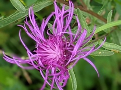 Centaurea debeauxii
