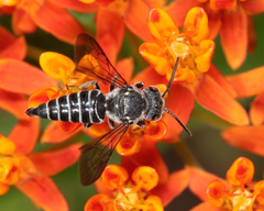 Coelioxys modestus