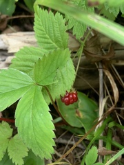 Rubus pubescens pubescens