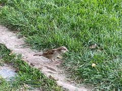 Passer domesticus
