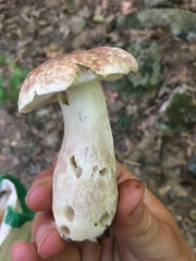 Boletus separans