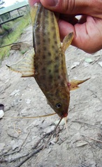 Pimelodus maculatus