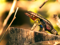 Sceloporus variabilis