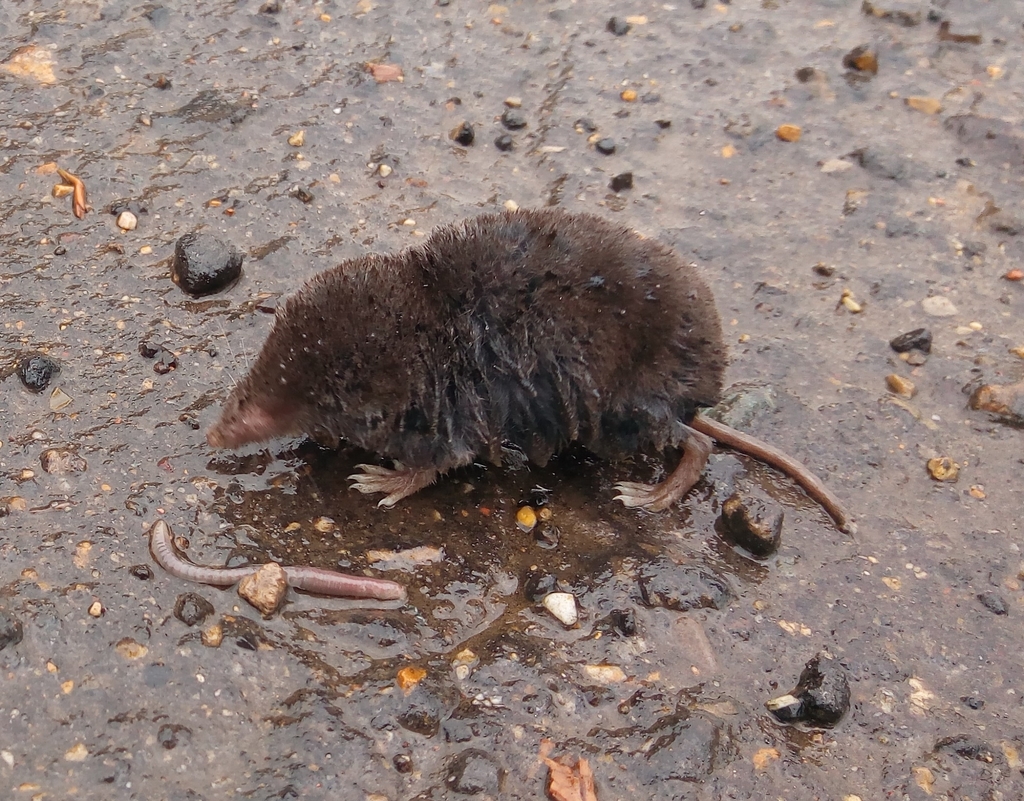 Musaraña (Biodiversidad de la vereda Canica) · NaturaLista Colombia
