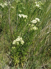 Baccharis glutinosa