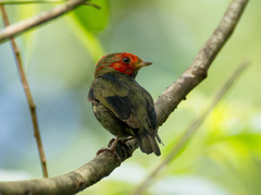 Ceratopipra rubrocapilla