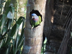 Pionus menstruus rubrigularis
