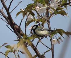 Parus minor