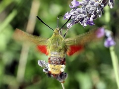 Hemaris croatica